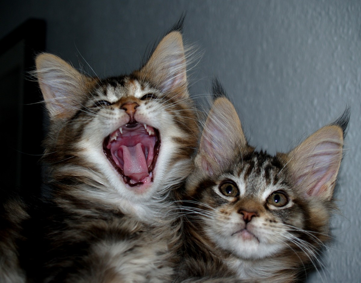 animais